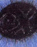 ex.